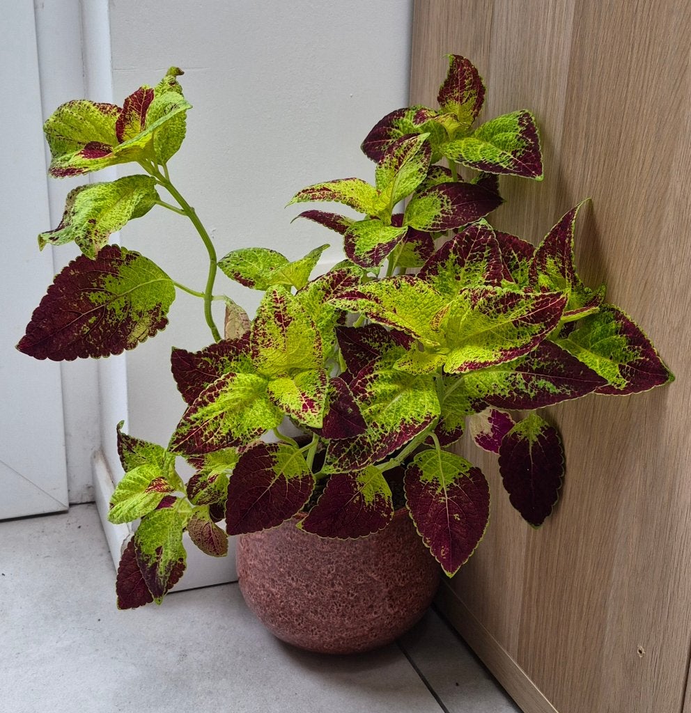 Coleus, Huis en Inrichting, Kamerplanten, Ophalen, Overige soorten, In pot, Minder dan 100 cm