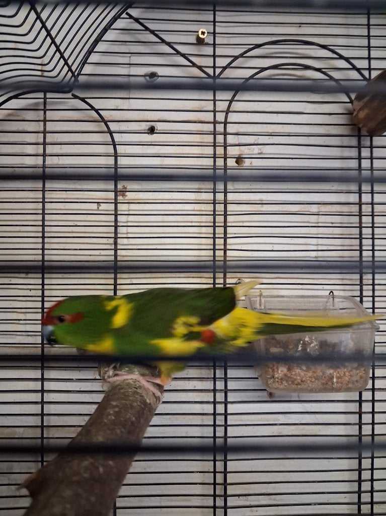 kakariki man, Dieren en Toebehoren, Vogels | Parkieten en Papegaaien, Mannelijk, Parkiet