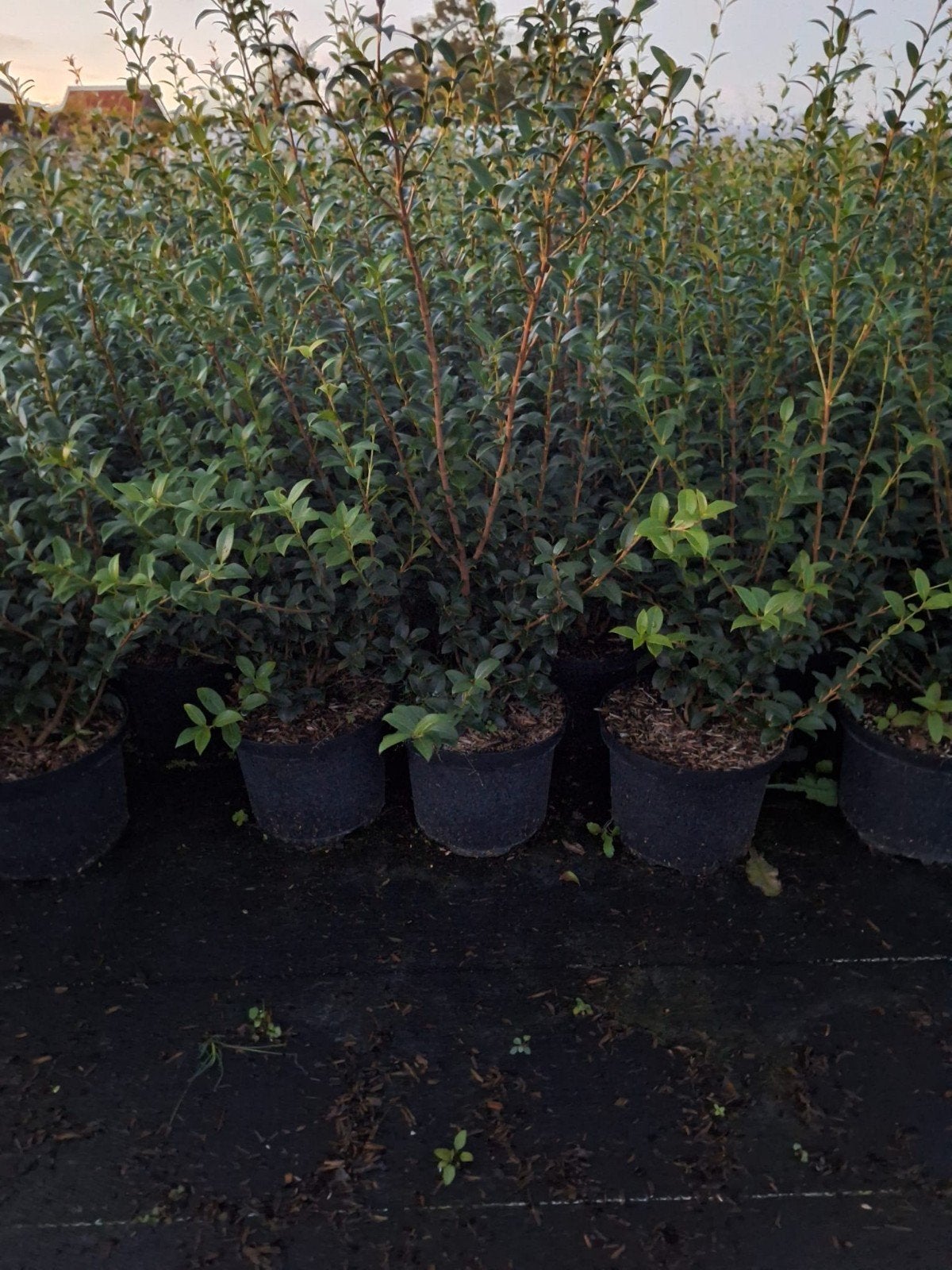 ‼️osmanthus Burkwoodii 60/80 tijdelijke actie op=op‼️, Ophalen, Haag