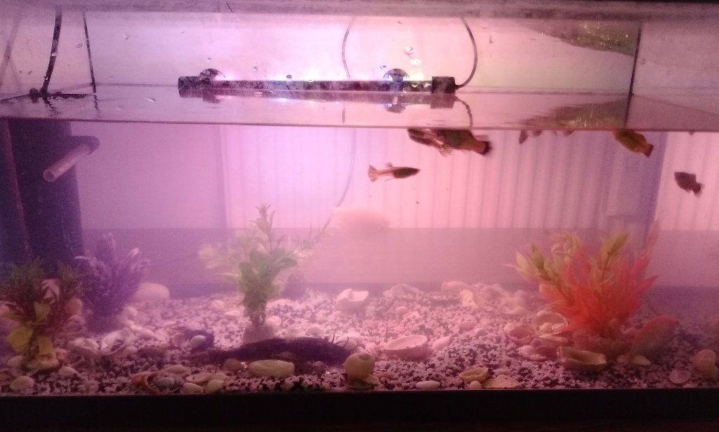 Aquarium 60 litres complet avec poissons et accessoires, Poisson, Poisson d'eau douce