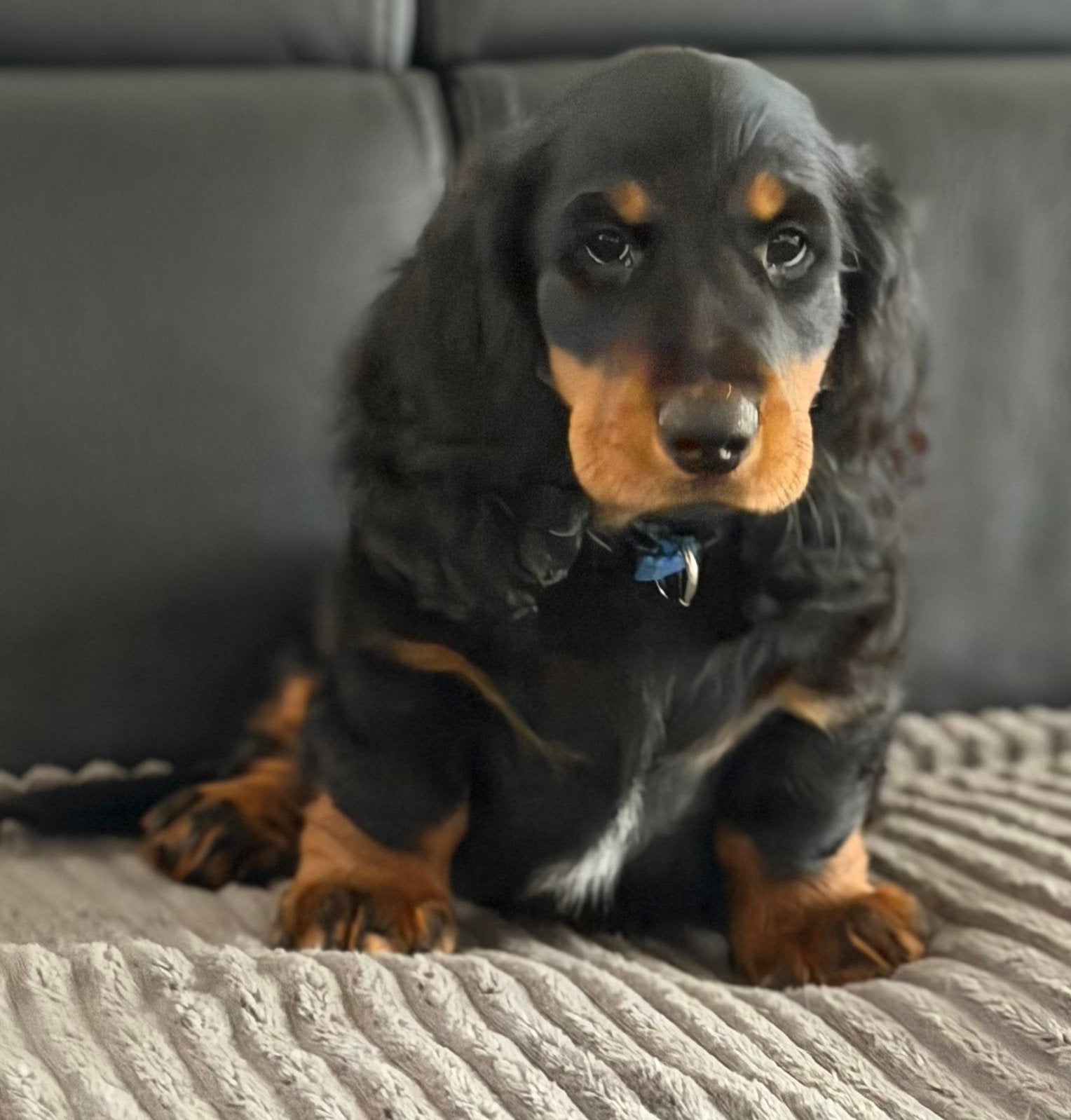 Langhaar standaard reu met FCI stamboom, Animaux & Accessoires, Standard, Chien (mâle), Maladie de Carré (chiens), Belgique