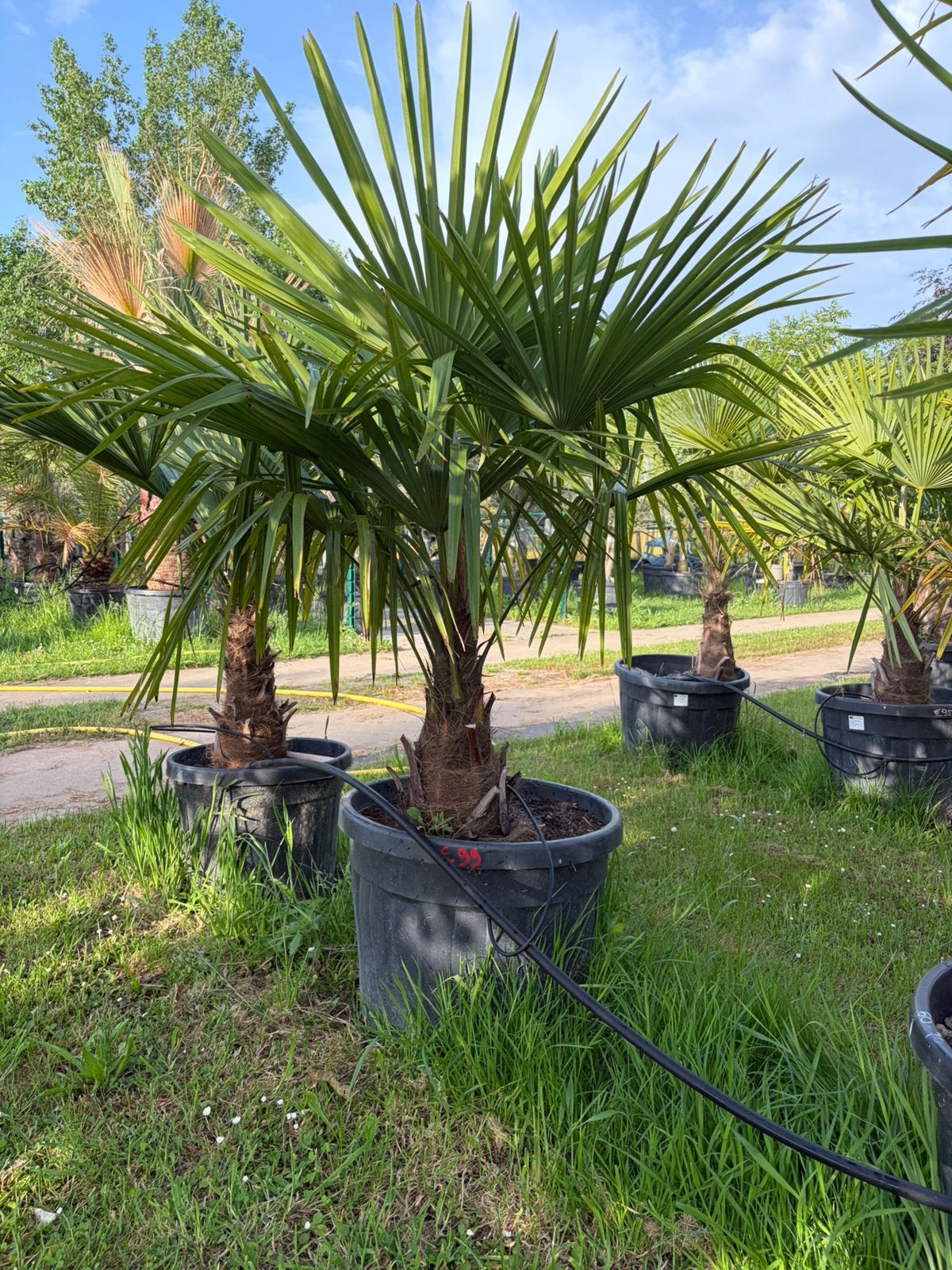 ‼️Palmbomen aan PROMOprijzen bij PROMOplant‼️, Ophalen