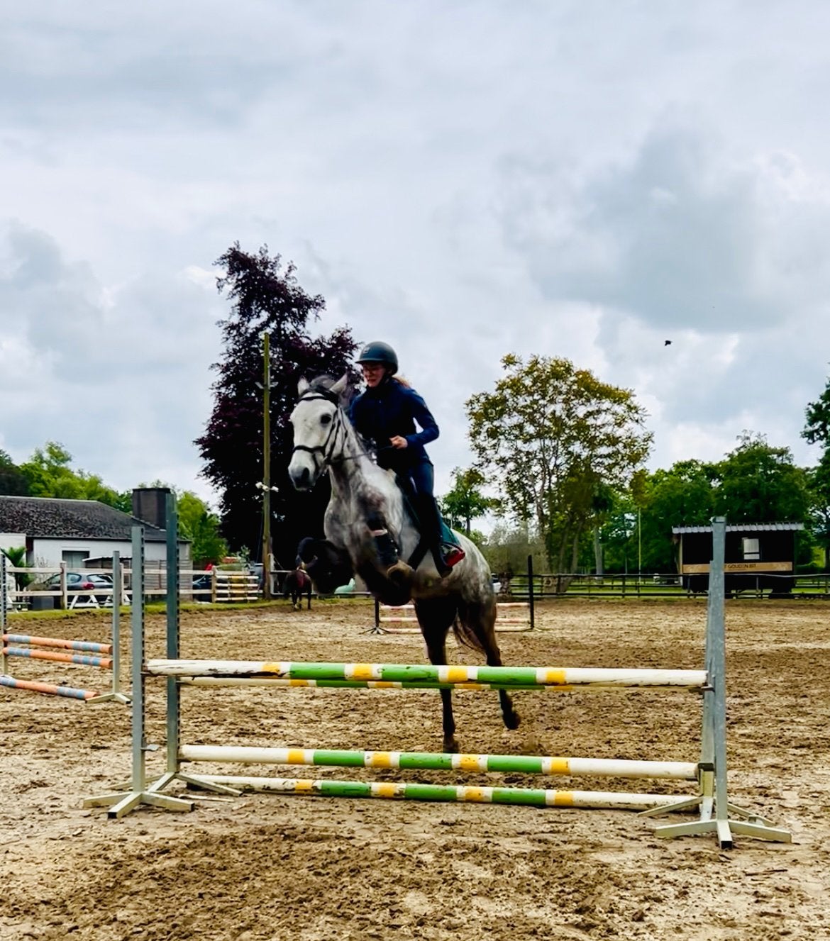 Connemara marrie 5 jaar 157cm, Dieren en Toebehoren, Paarden, Merrie, Minder dan 160 cm, 3 tot 6 jaar