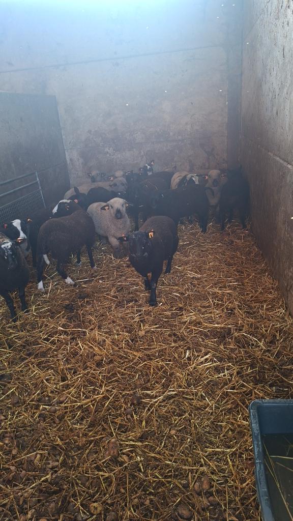 Rammen, Dieren en Toebehoren, Schapen, Geiten en Varkens, Mannelijk, Schaap, 0 tot 2 jaar