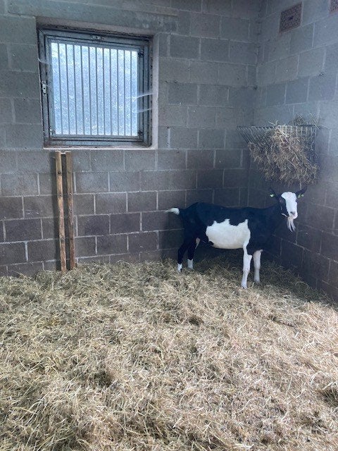 te koop : Nederlandse bonte melkgeit, Dieren en Toebehoren, Schapen, Geiten en Varkens, Vrouwelijk, Geit, 0 tot 2 jaar