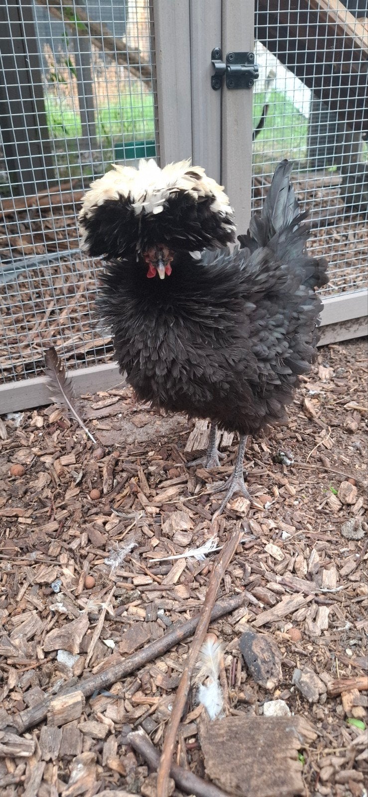 Hollandse kriel krul hen