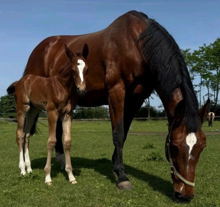 De liefste merrie zoekt een nieuw huisje, 11 ans ou plus, Avec pedigree, Cheval de saut, 170 à 175 cm
