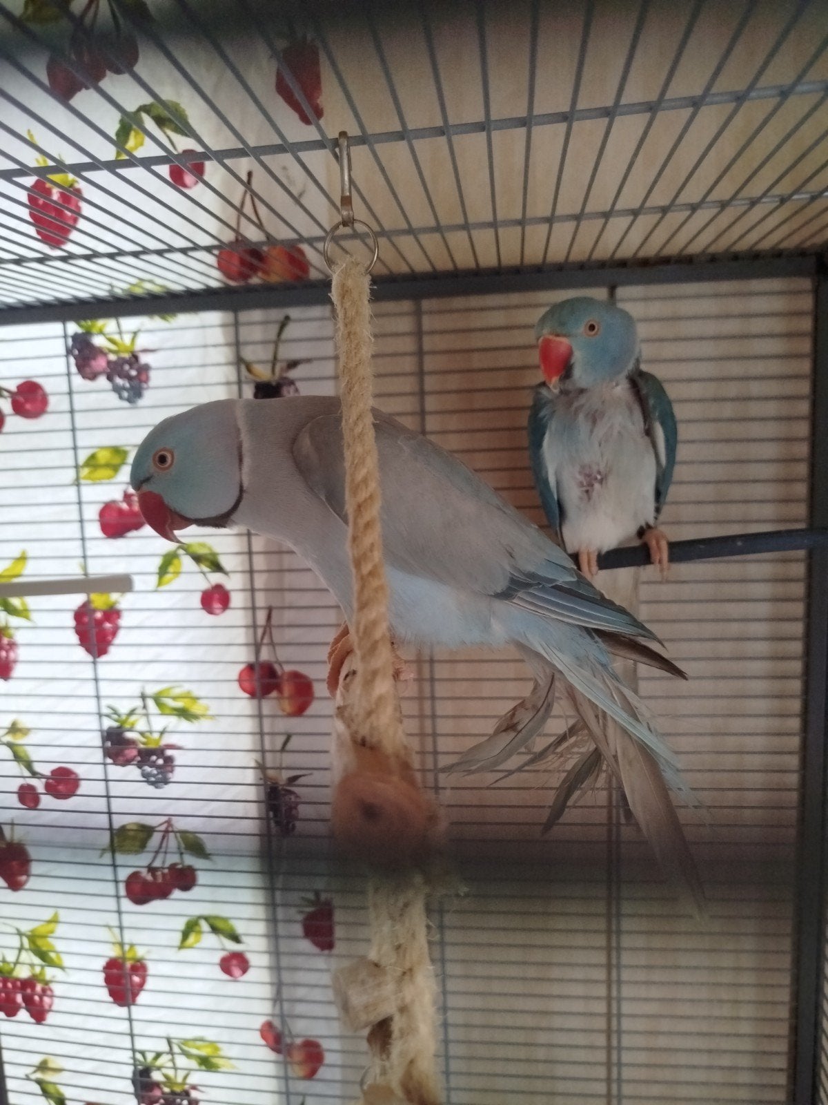 Vend ou échange, Animaux & Accessoires, Oiseaux | Cages & Volières, Enlèvement ou Envoi