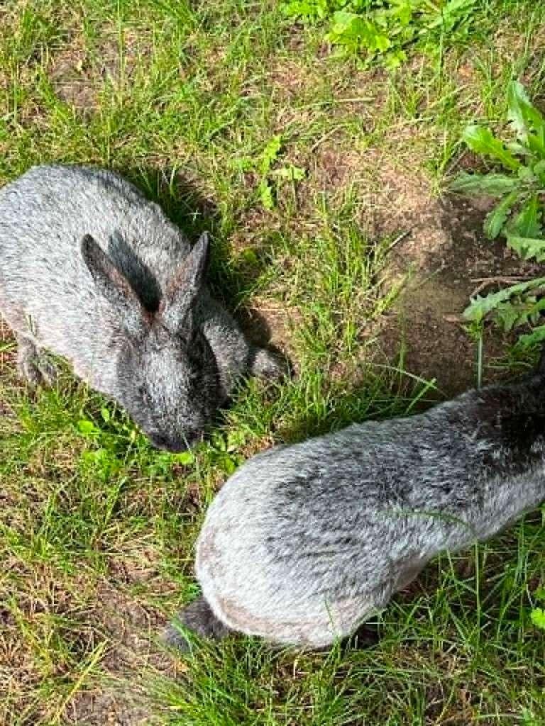 Belgisch zilver konijnen, Meerdere dieren, Groot
