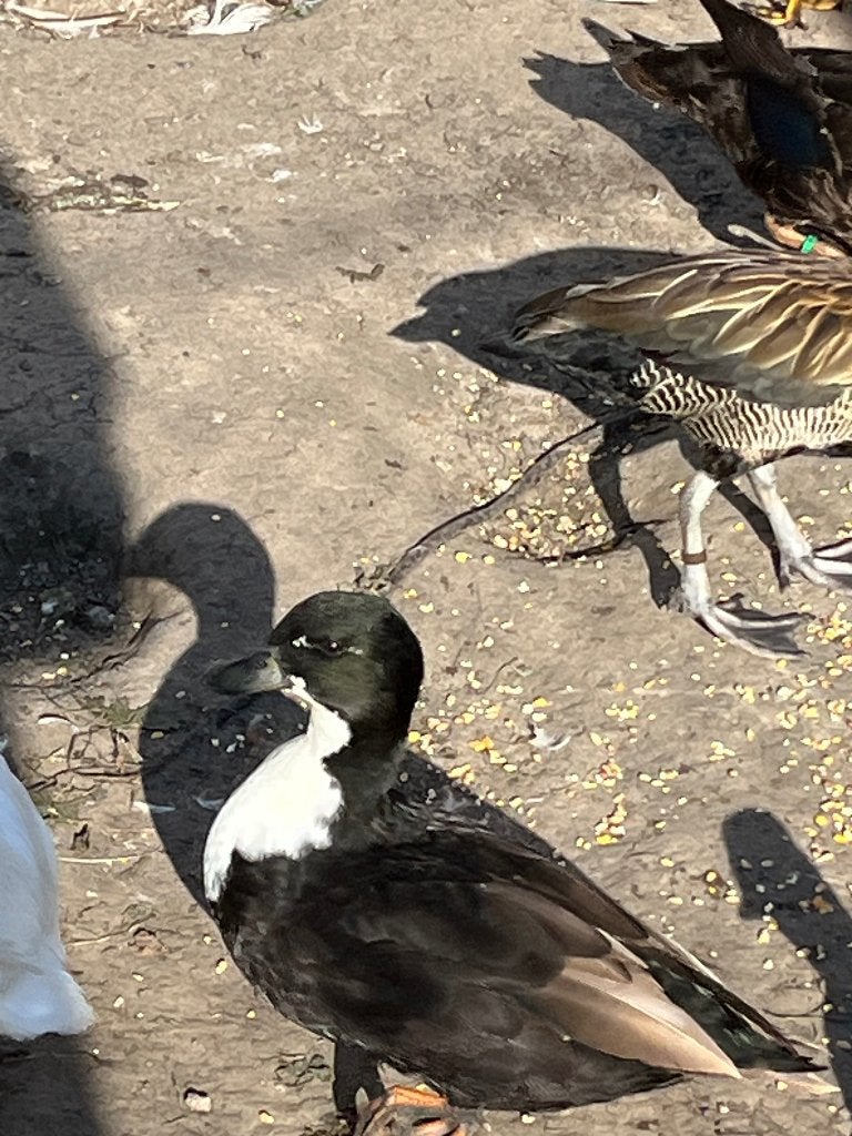 Hollandse kwaker, Mâle, Canard