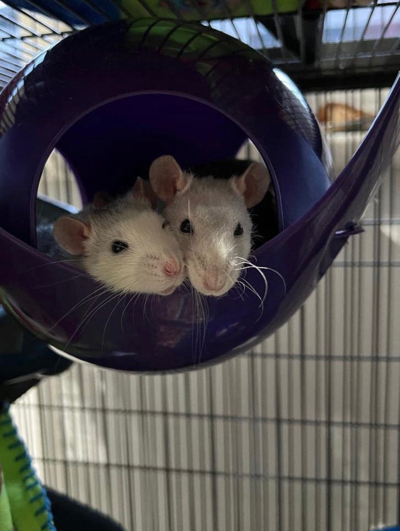 3 tamme ratjes gratis, Dieren en Toebehoren, Rat, December, Meerdere dieren, Tam