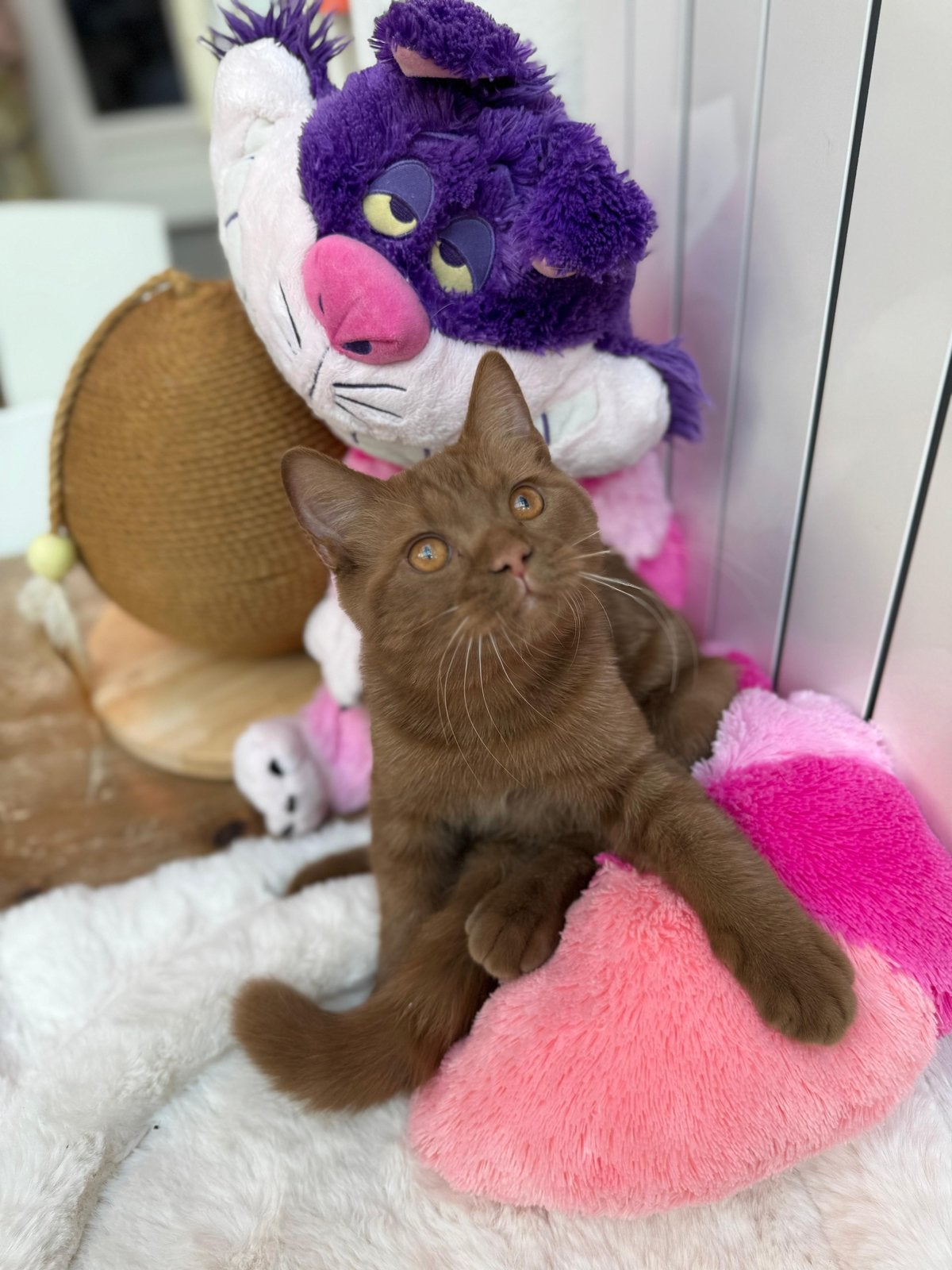Brits korthaar cinnamon & fawn, Dieren en Toebehoren, Katten en Kittens | Raskatten | Korthaar, Meerdere dieren, Met stamboom