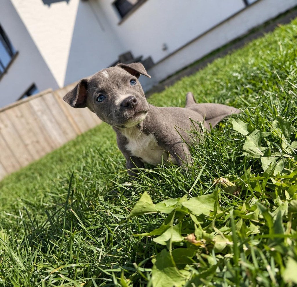 Chiots Stafford américains, Animaux & Accessoires, American Staffordshire Terrier, Maladie de Carré (chiens), Plusieurs, Belgique