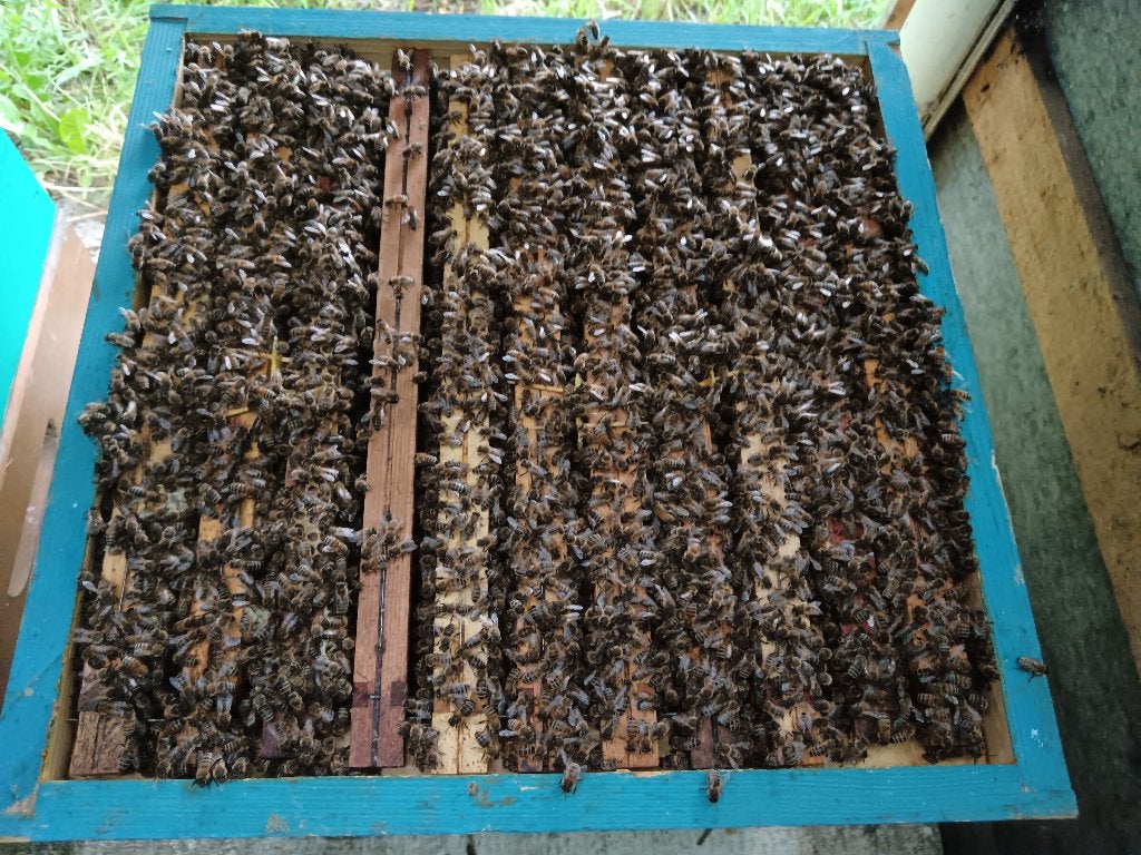 Colonie d'abeilles de Buckfast, Animaux & Accessoires, Insectes & Araignées, Abeilles