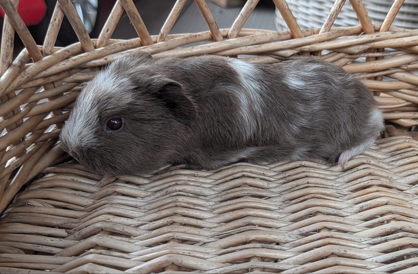 2 ch Teddy cavia baby zeugjes zusjes, Animaux & Accessoires, Rongeurs, Juillet, Femelle, Domestique