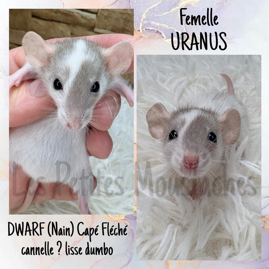 Ratons Dwarf, Nain, Animaux & Accessoires, Rongeurs & Lapins | Accessoires, Enlèvement