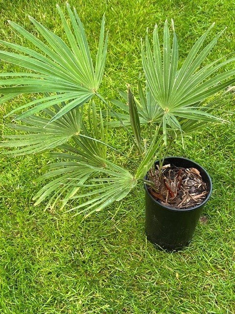 Trachycarpus princeps x Naggy, Tuin en Terras, Ophalen of Verzenden, Lente, Minder dan 100 cm, Palmboom