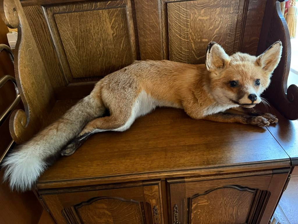Taxidermie : renard couché, Enlèvement, Autres, Animal empaillé