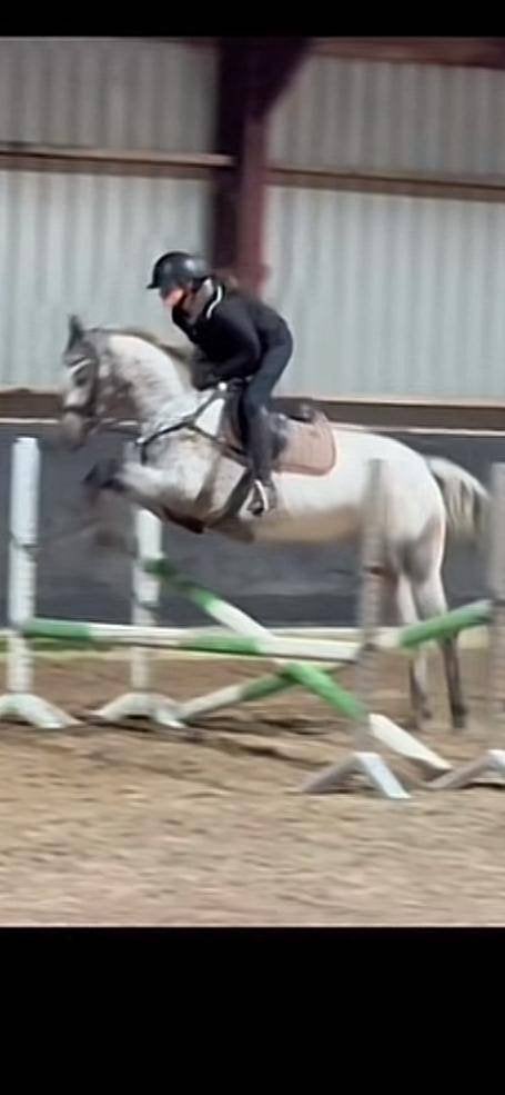 Nuchtere Appaloosa merrie, Dieren en Toebehoren, Merrie, Met stamboom, Zadelmak, 3 tot 6 jaar