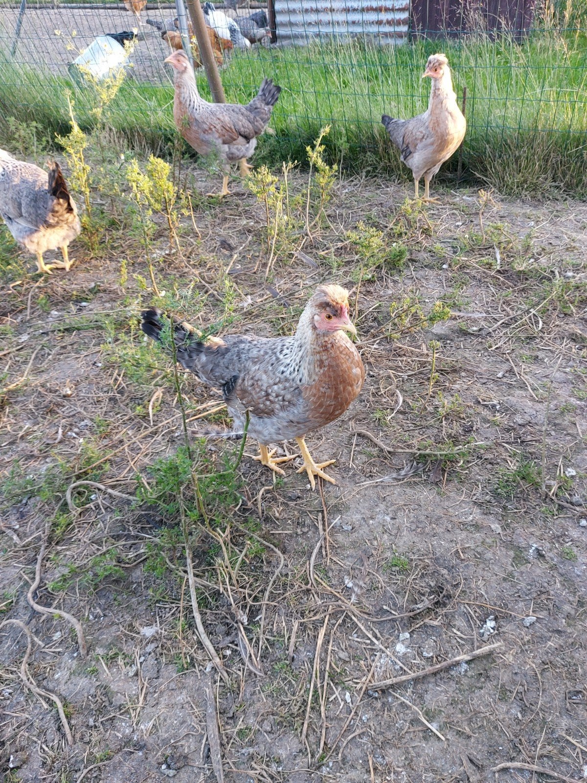 Cream legbar hennen, Dieren en Toebehoren, Pluimvee