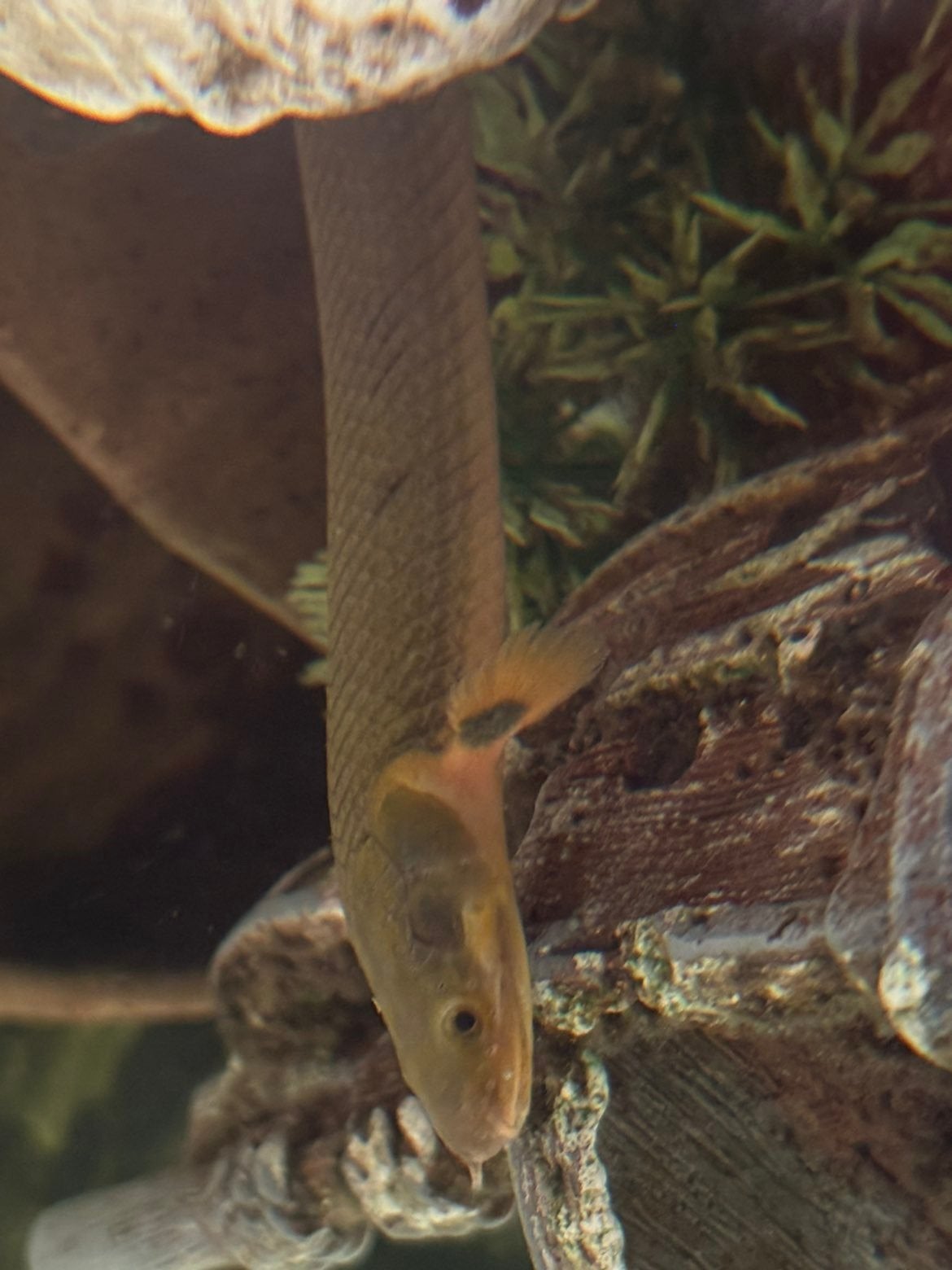 vissen met eventueel aquarium te koop, Dieren en Toebehoren, Vis, Zoetwatervis