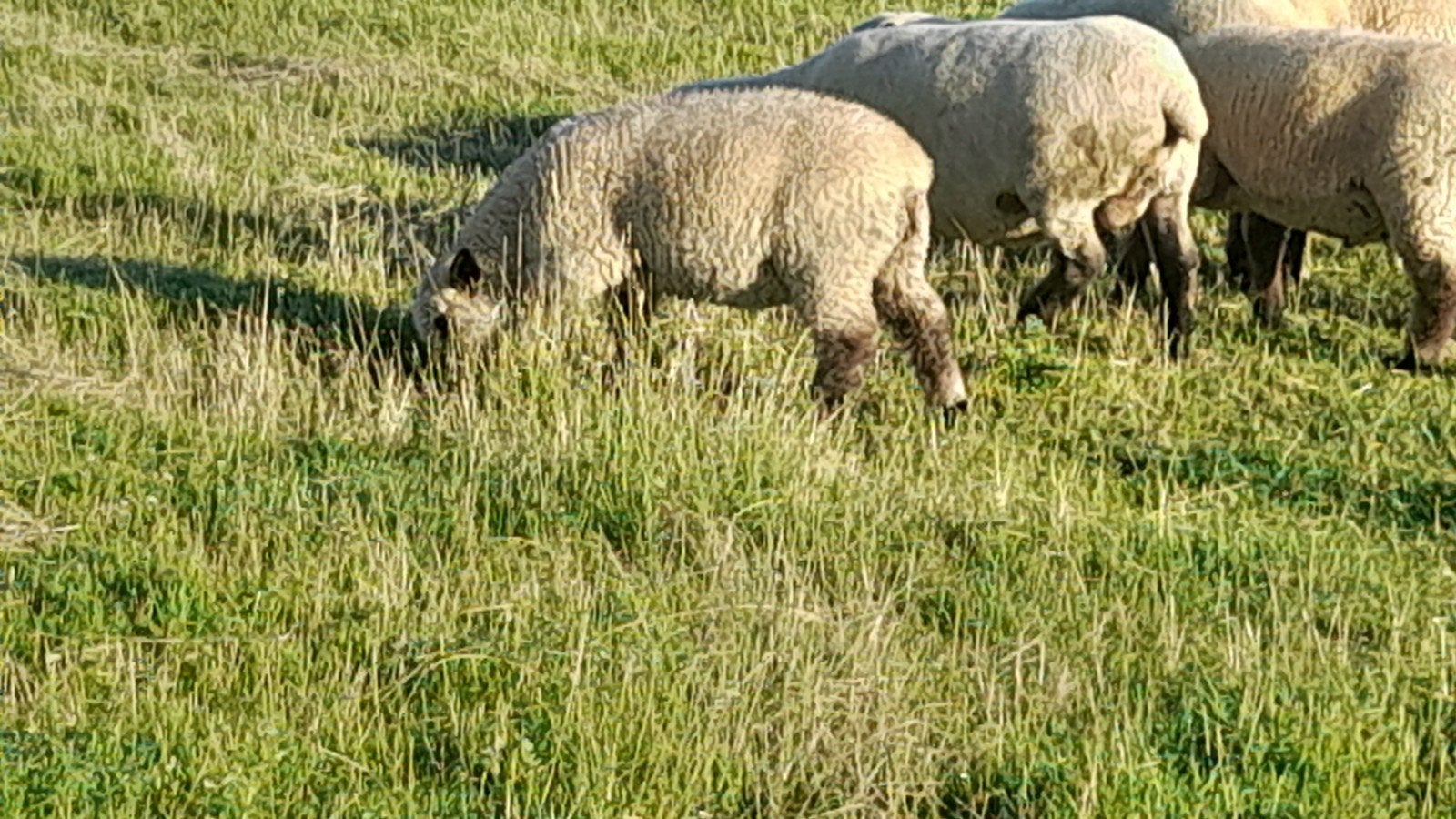 Mooie hampshire down lammeren ooien en rammen 4maanden oud ., Dieren en Toebehoren