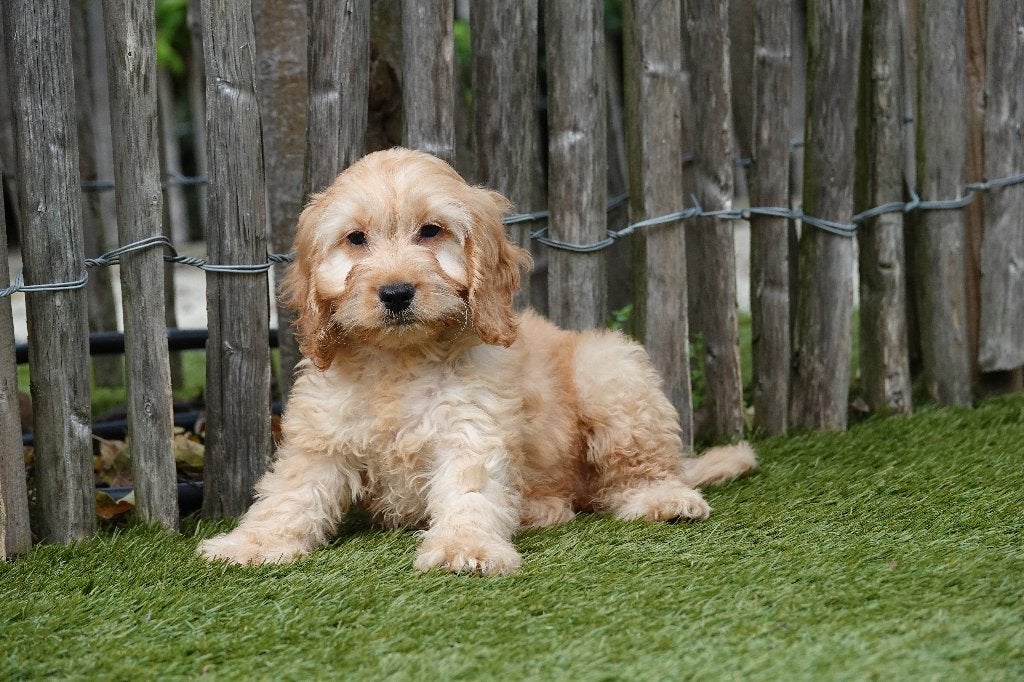 Prachtige Abrikoze en Sable Cockapoo pups (geteste ouders), België, Overige rassen, CDV (hondenziekte), 8 tot 15 weken