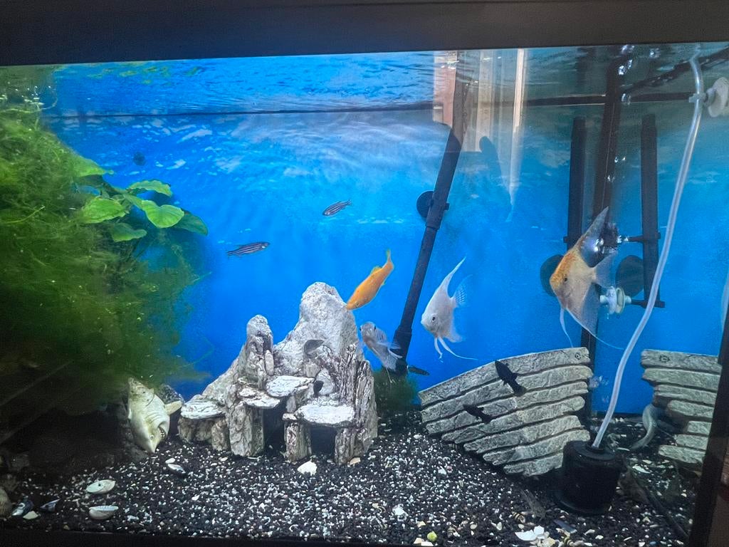 aquarium met vissen en extern filter, Dieren en Toebehoren, Vis