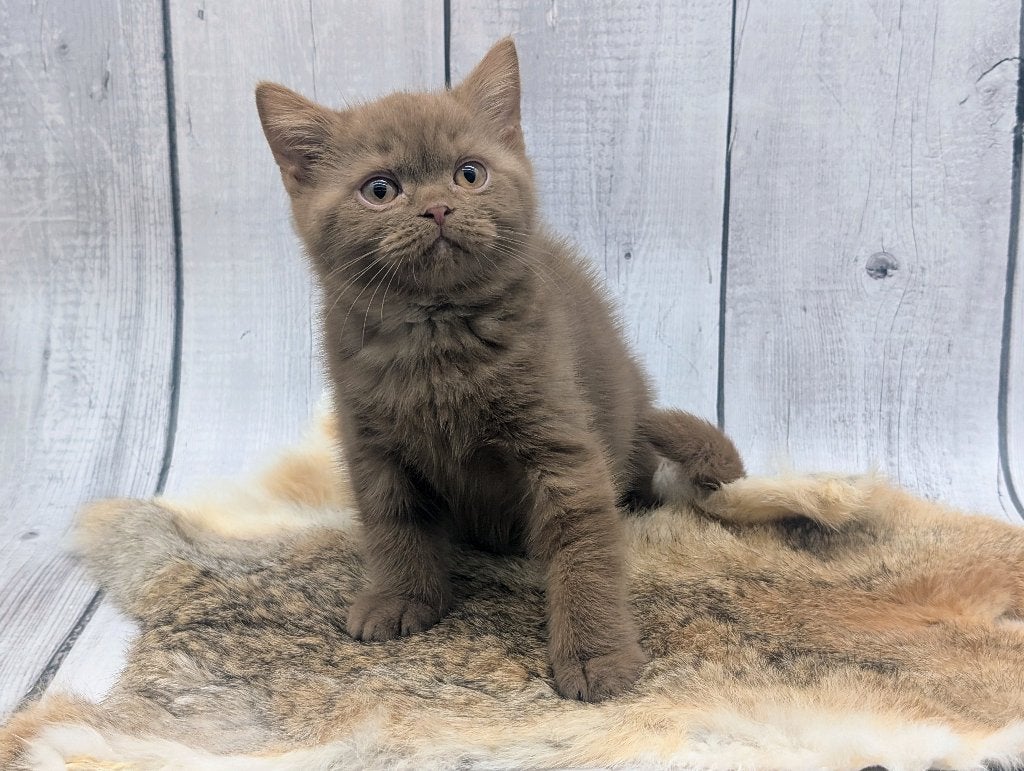 Brits korthaar katertje cinnamon, Animaux & Accessoires, Chat, Avec pedigree, 0 à 2 ans