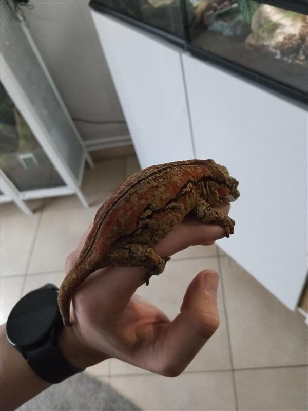 Volwassen Gargoyle Gecko Vrouwtje | Proven | Rood Patroon, Hagedis, Met terrarium, 0 tot 2 jaar