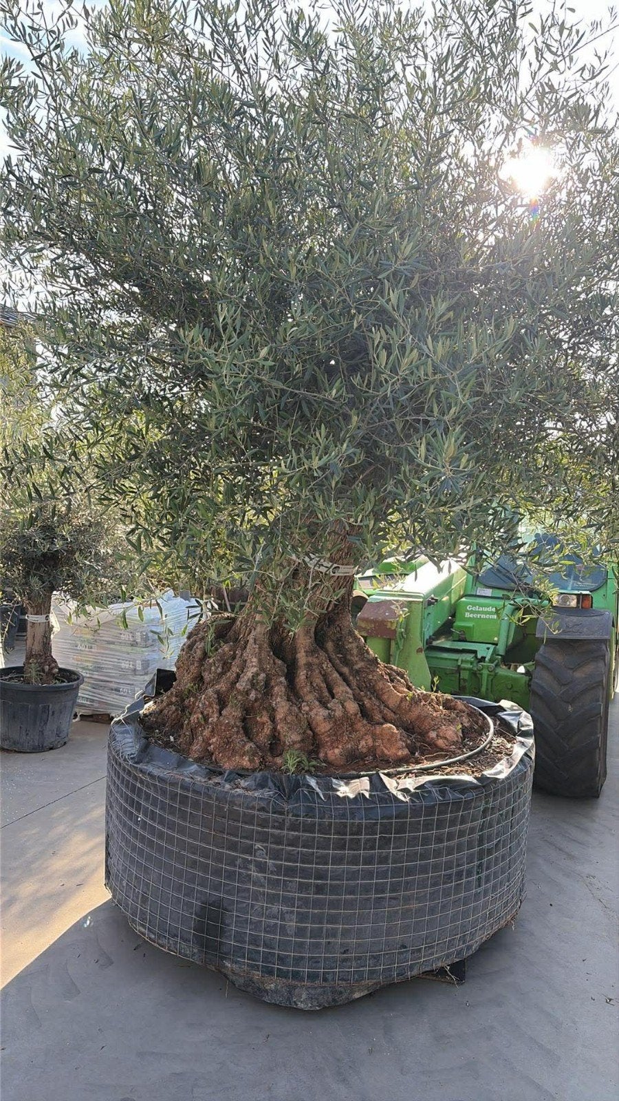 ‼️mega olijfboom aan stuntprijs ‼️, Tuin en Terras, Ophalen, Olijfboom