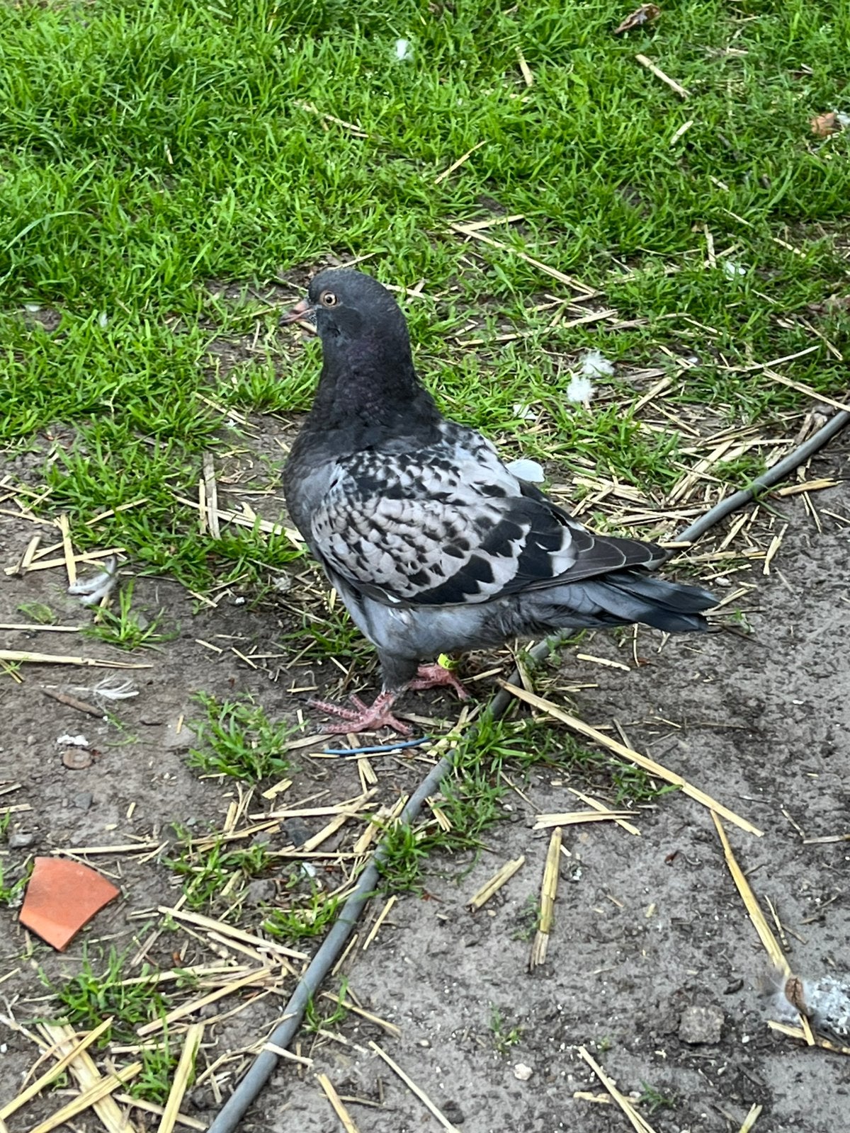 Jonge kingduiven, Dieren en Toebehoren, Pluimvee