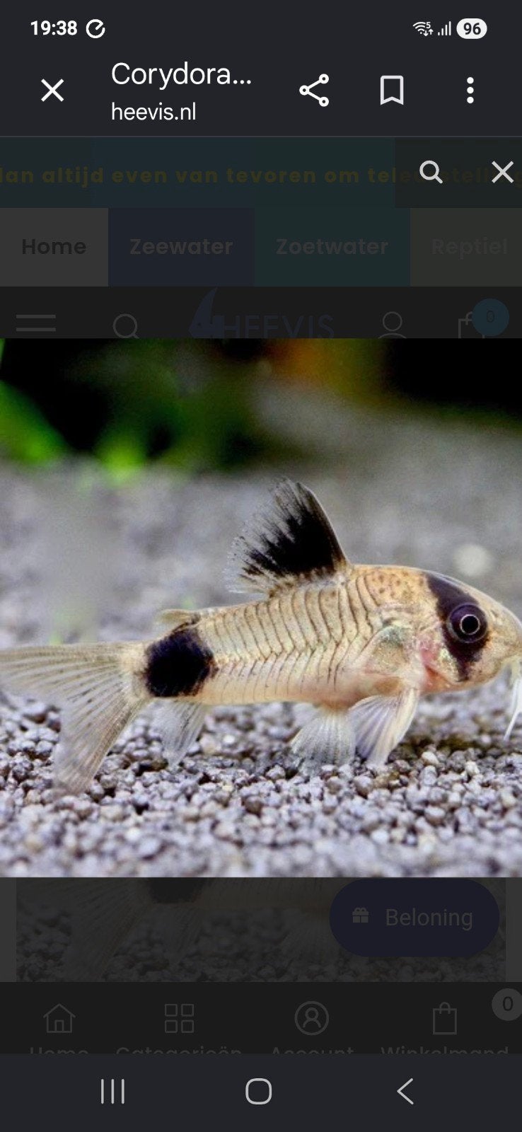 Corydoras panda locatie maastricht, Animaux & Accessoires