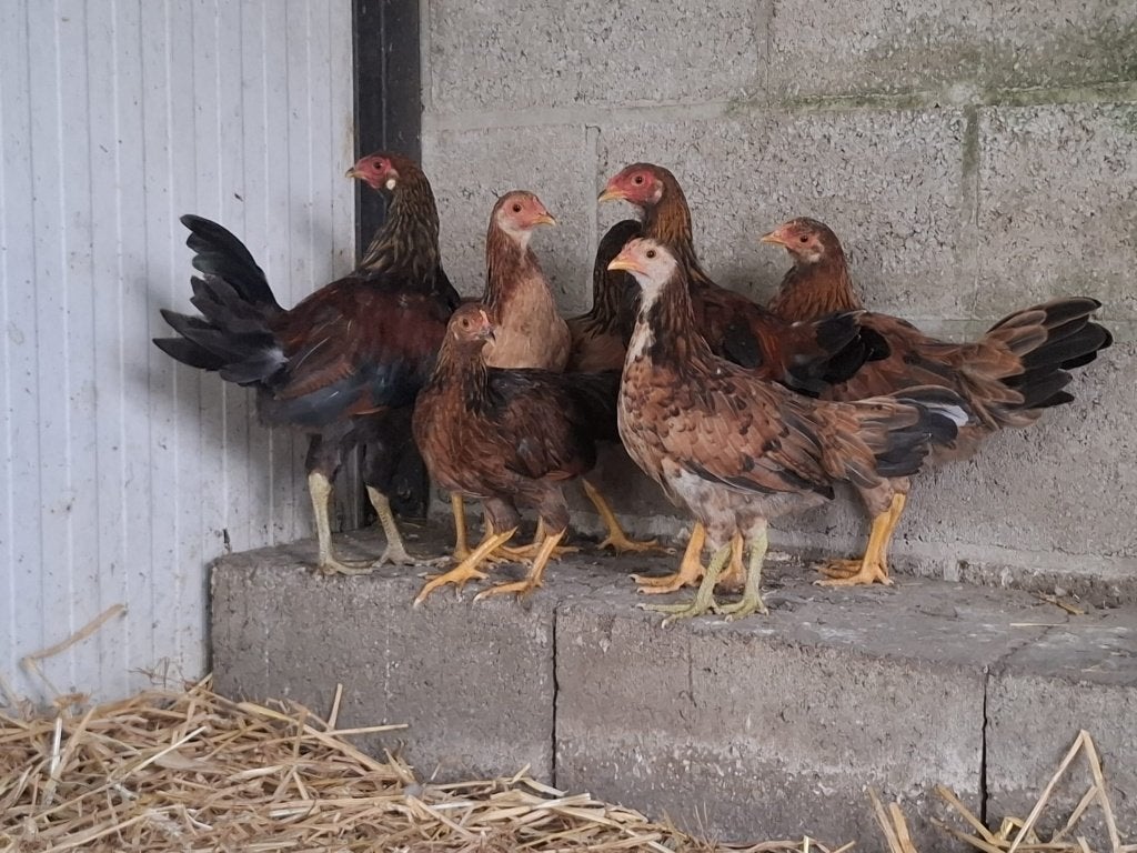 jonge kippen, Dieren en Toebehoren, Pluimvee, Meerdere dieren, Kip