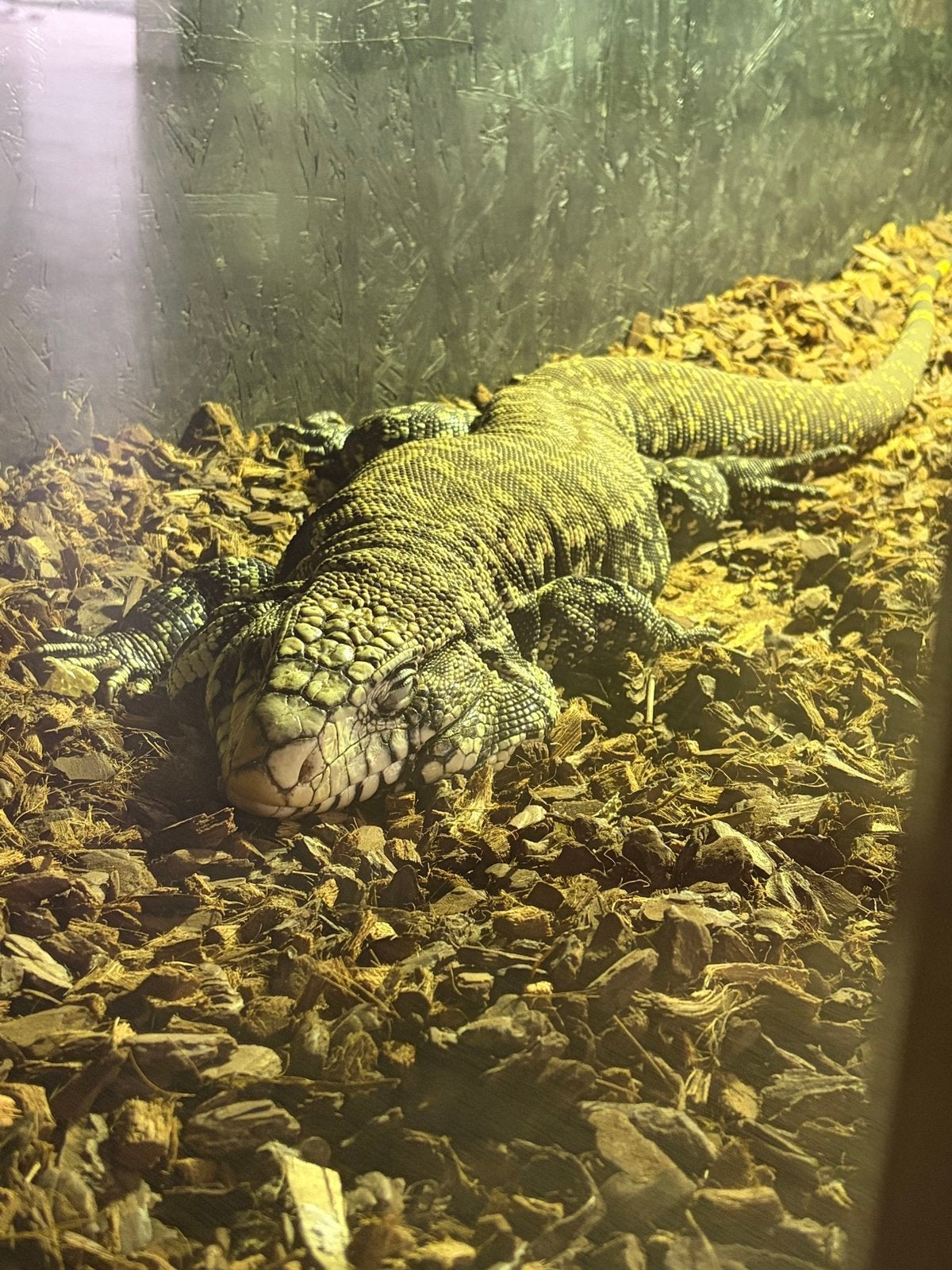 Teju van 3 jaar oud. Mannetje, Animaux & Accessoires, Reptiles & Amphibiens