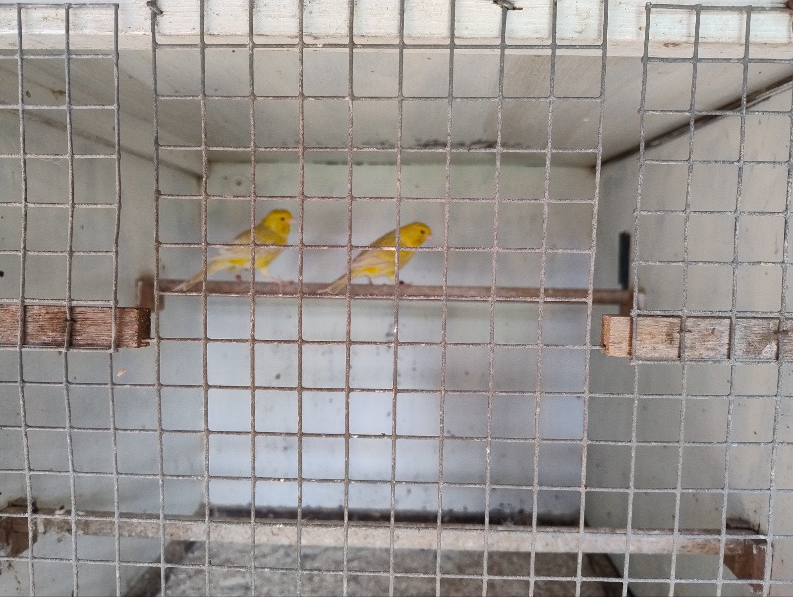 Kleurkanaries te koop ., Dieren en Toebehoren, Meerdere dieren, Kleurkanarie
