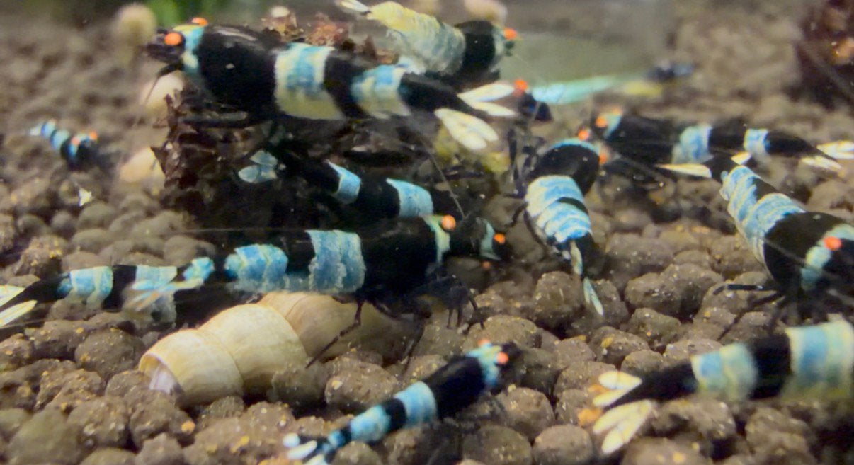 Panda/Mosura OE Caridina crevettes, Homard, Crabe ou Crevette