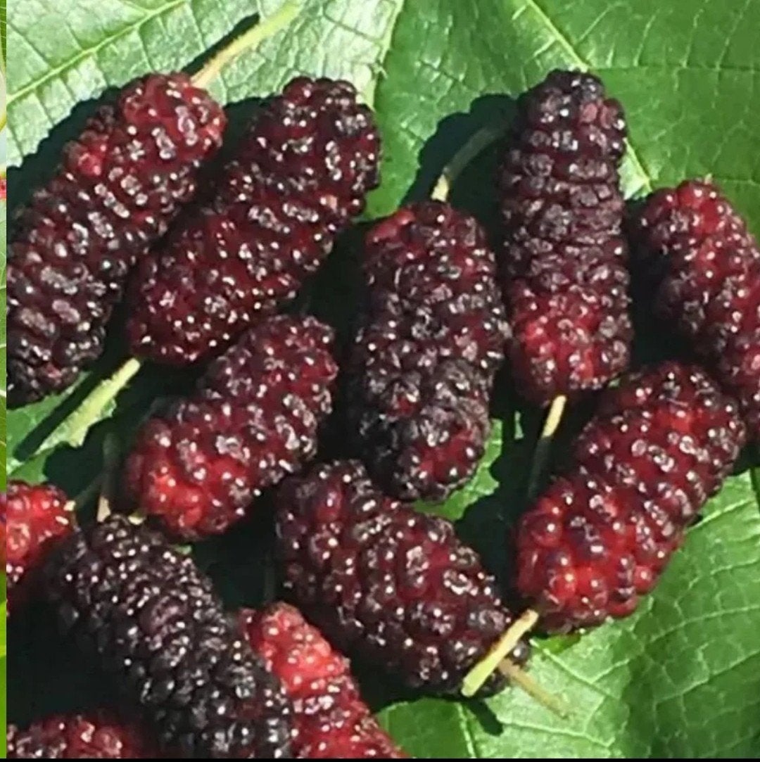 PLANTEN TURKSE MOERBEI KARADUT VOLGEND JAAR REEDS FRUIT 18€, Tuin en Terras, Volle zon, Vaste plant, Ophalen of Verzenden, Fruitplanten