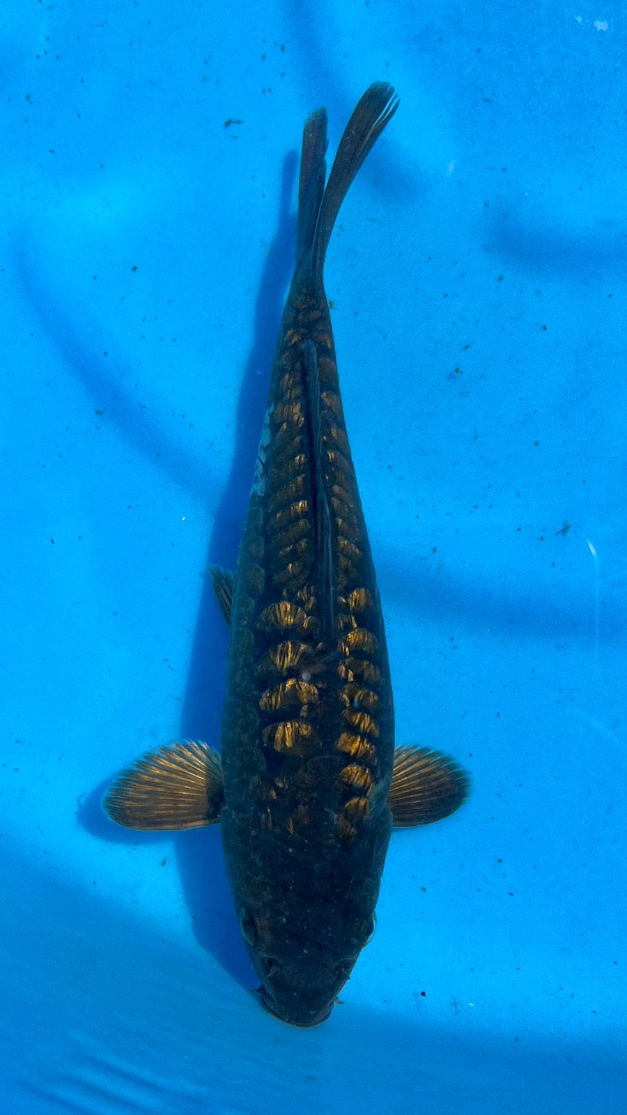 Ginron Aragoke, Karper of Koi
