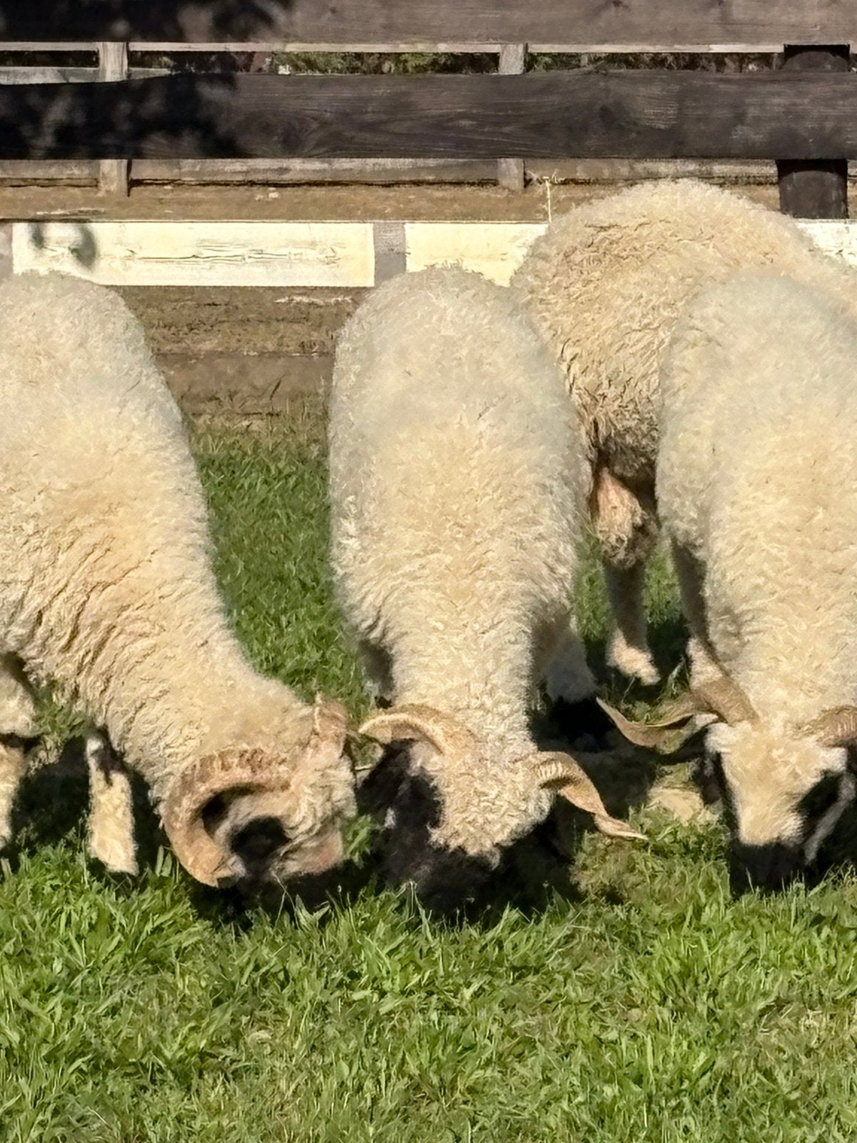 Walliser zwartneus schapen trio, Dieren en Toebehoren, Schapen, Geiten en Varkens, Meerdere dieren, Schaap, 0 tot 2 jaar