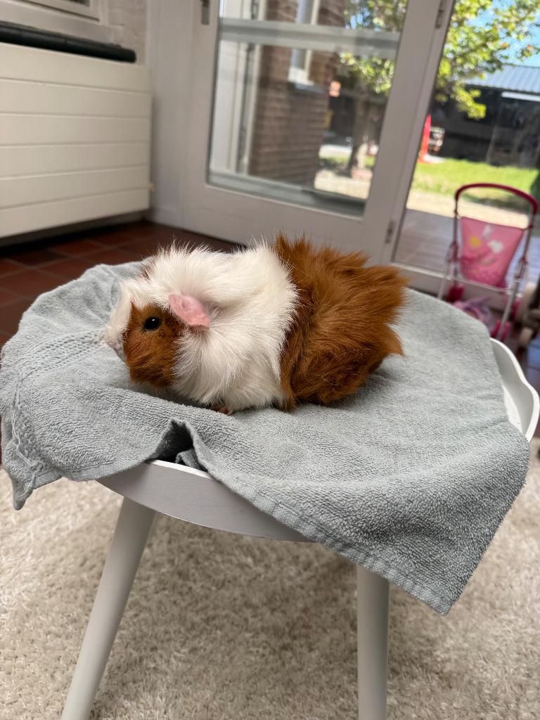 Cavia te koop, Animaux & Accessoires, Octobre, Mâle, Domestique, Cobaye