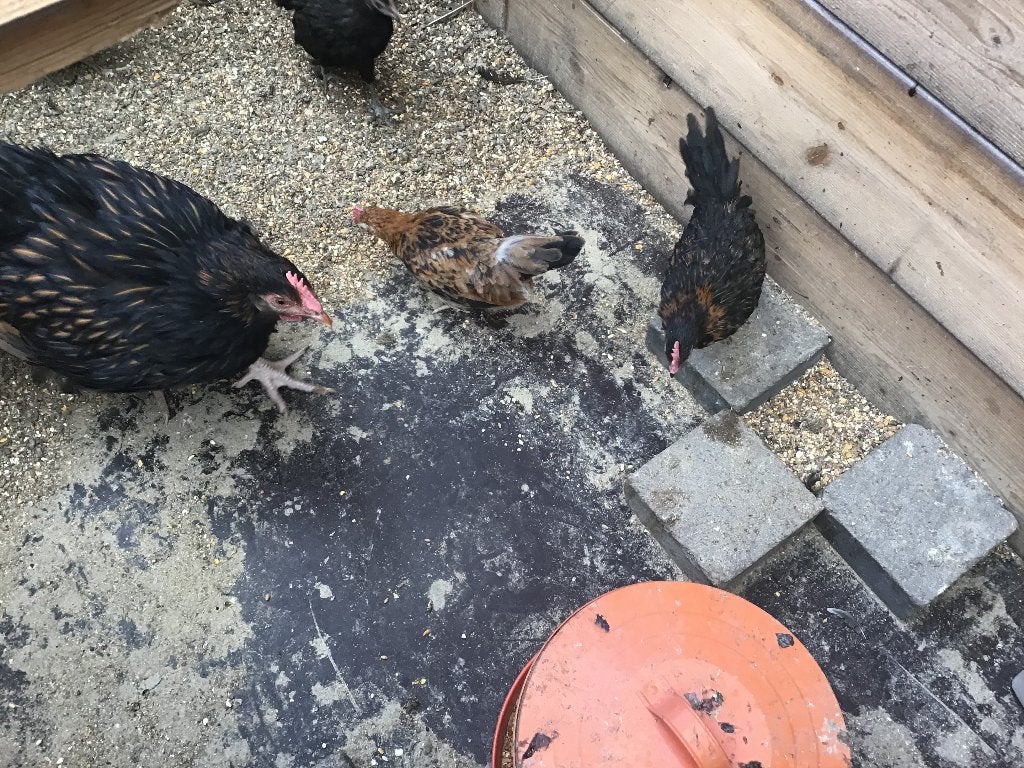 Engelse krielen, Dieren en Toebehoren, Pluimvee, Vrouwelijk, Kip