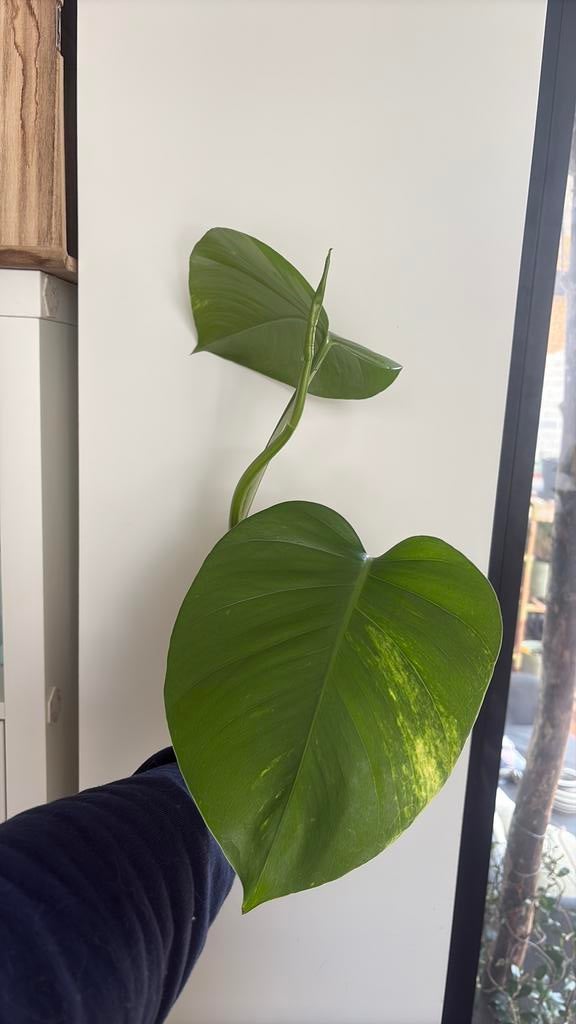 Vers gesneden stek van mijn Mega epipremnum Aureum (KOPSTEK), Overige soorten, Minder dan 100 cm, Groene kamerplant, Halfschaduw