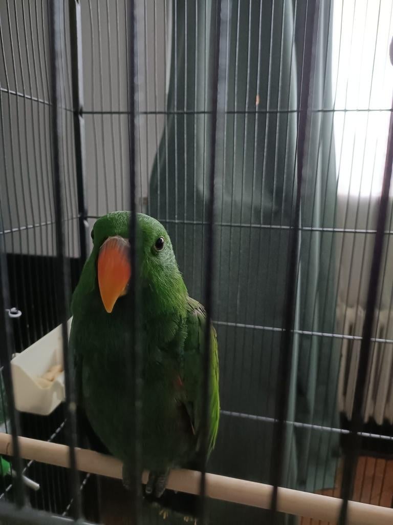 Edel papegaai man, Dieren en Toebehoren, Mannelijk, Papegaai, Geringd