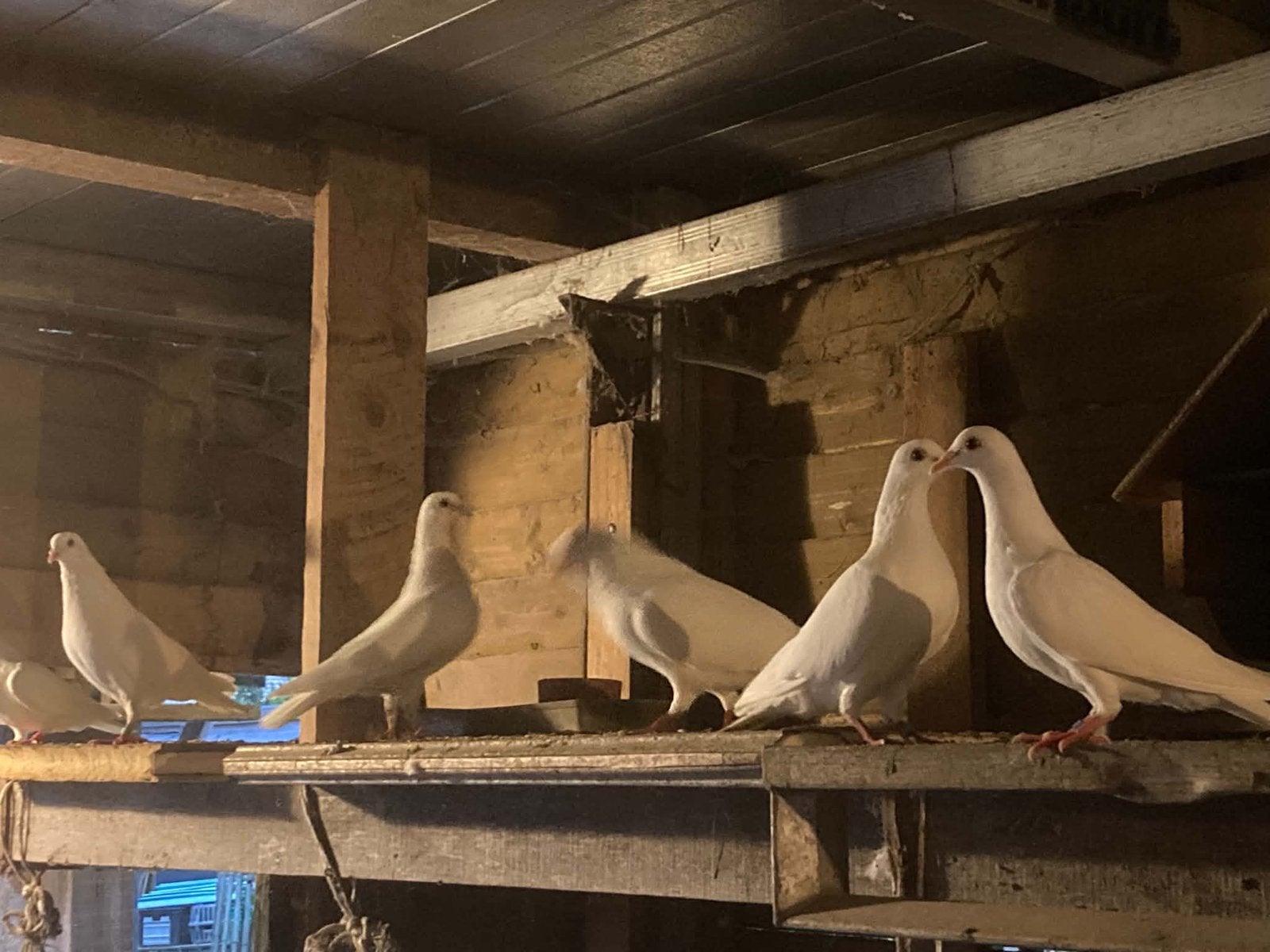 Mooie witte duiven voor trouwfeesten of hobby !, Pigeon voyageur