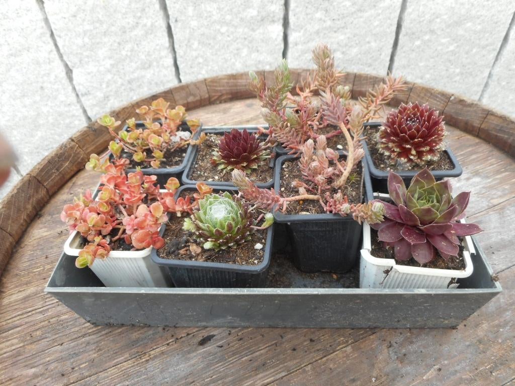 planten, Tuin en Terras, Overige soorten, Volle zon, Vaste plant, Ophalen of Verzenden