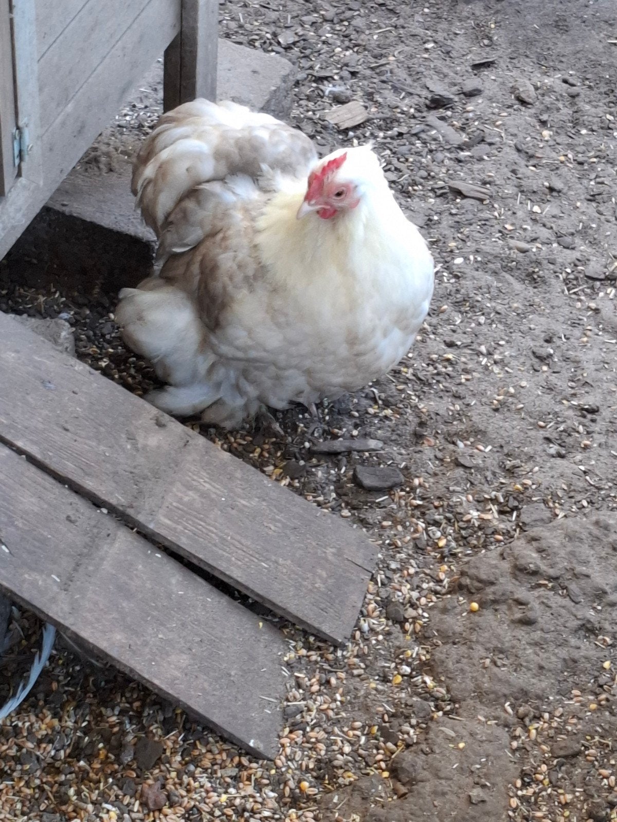 cochin bobtail koppel, Dieren en Toebehoren, Meerdere dieren, Kip