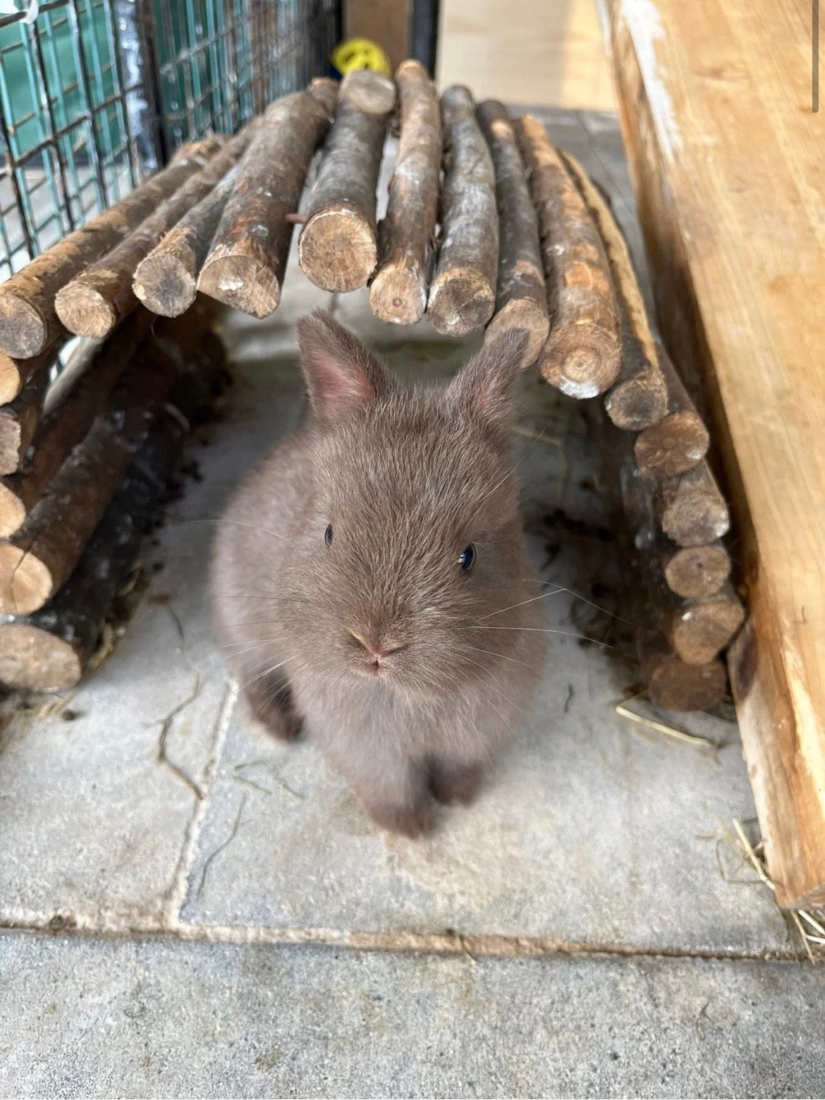 Dwergkonijntjes te geven (4 konijntjes), Dieren en Toebehoren, Meerdere dieren, Dwerg, 0 tot 2 jaar