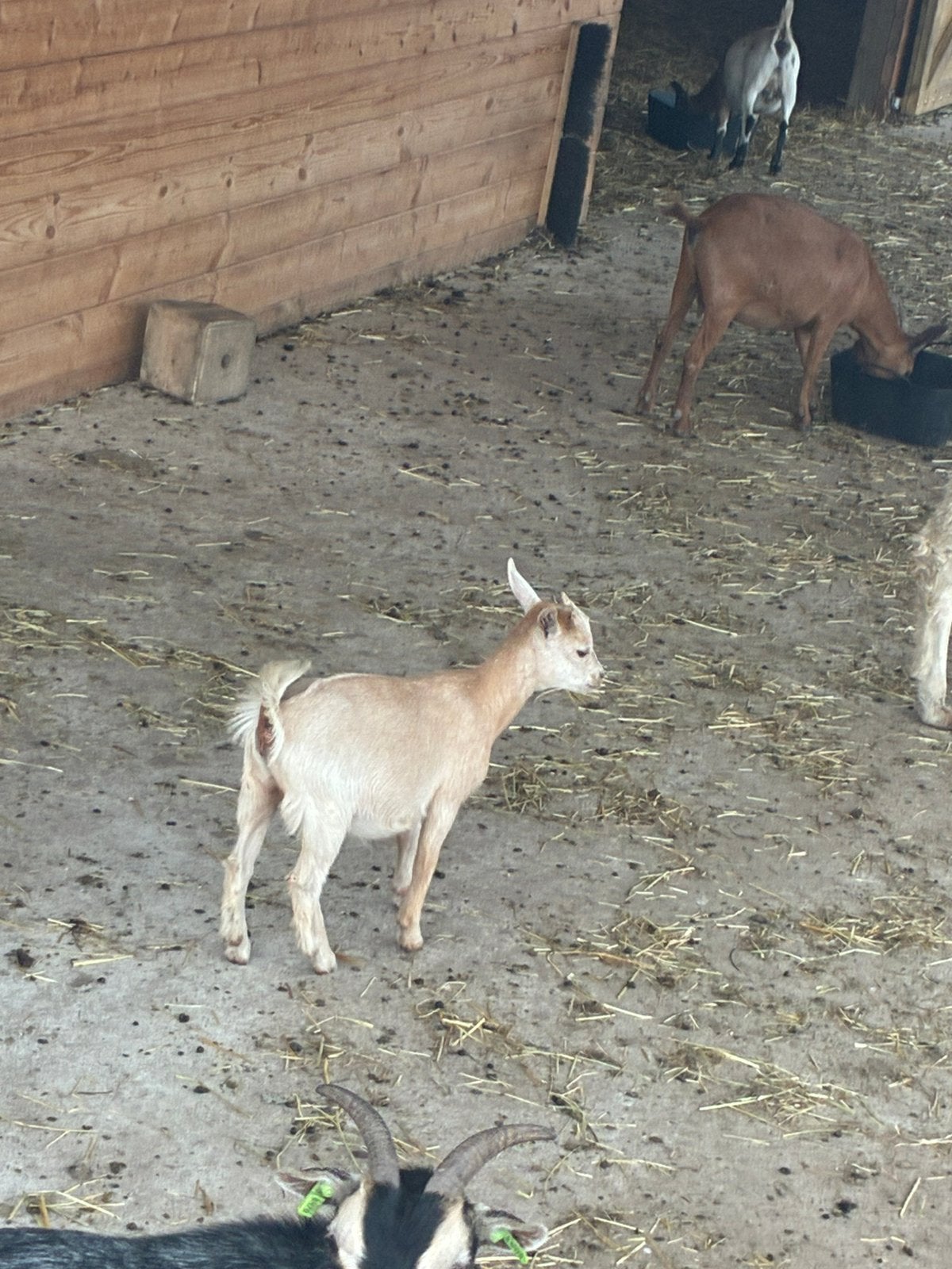 Mooi. Jing geitje. Mieke, Dieren en Toebehoren