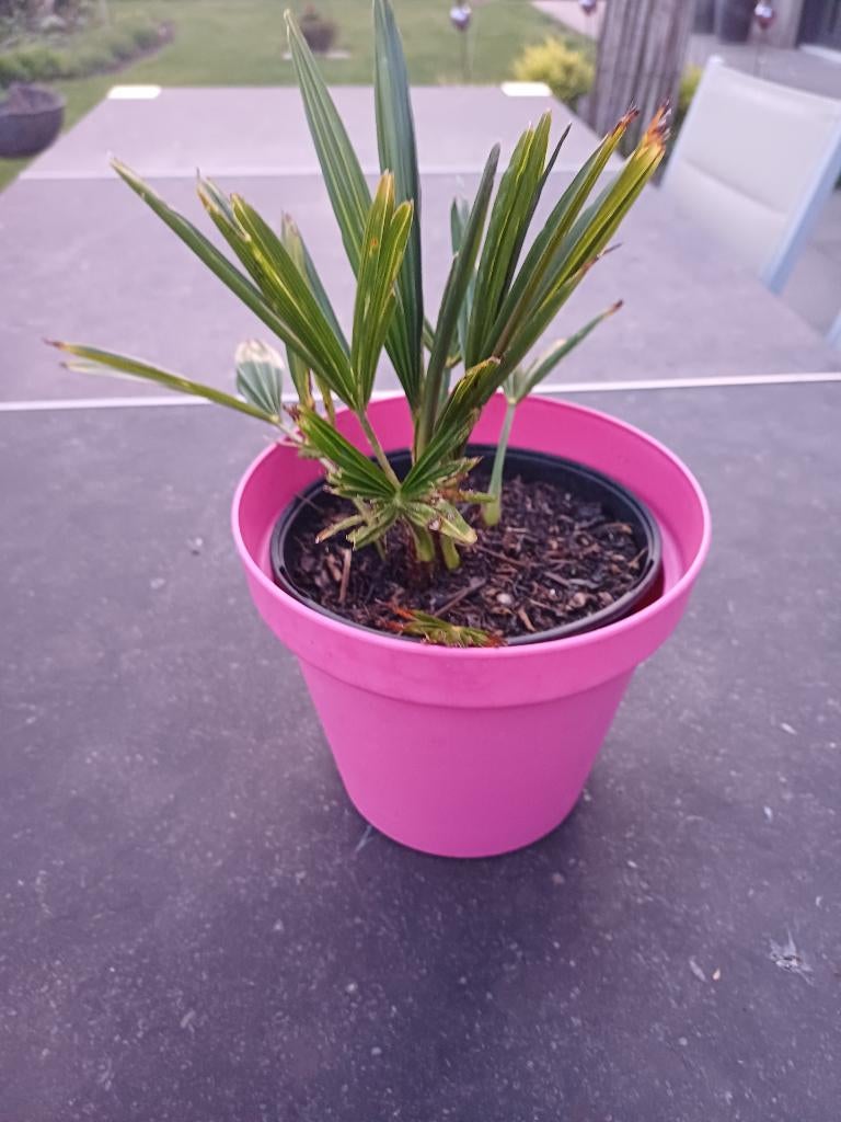 trachycarpus fortunei of palm in rose sierpot, Tuin en Terras, Planten | Tuinplanten, Ophalen, Vaste plant